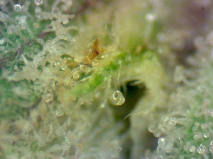 Alien Space Cookies - Image 4