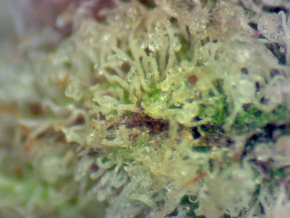 Alien Space Cookies - Image 3