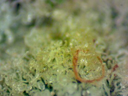 Alien Space Cookies - Image 2