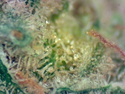 Hash Plant - Image 4