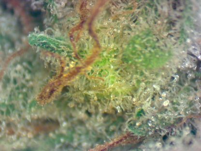 Hash Plant - Image 3
