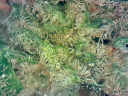 Hash Plant - Image 2