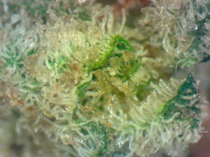 Nebula - Image 2