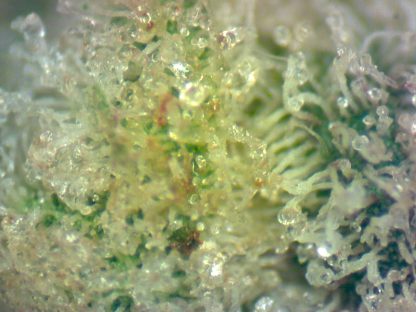 Nebula - Image 3
