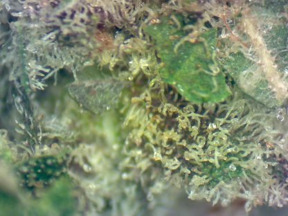 Purple Haze - Image 2