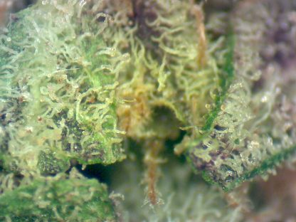 Purple Haze - Image 4