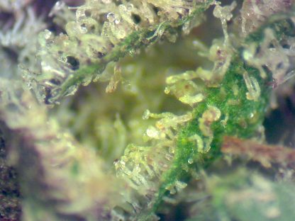 Purple Haze - Image 3