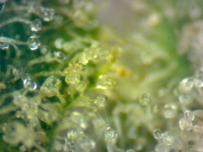 Romulan - Image 4