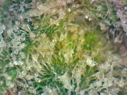 Romulan - Image 3