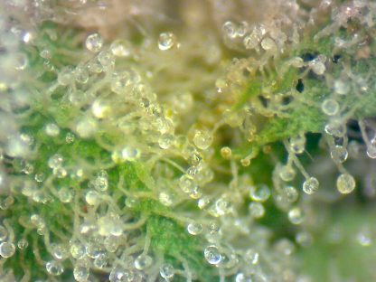 Romulan - Image 2