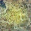 Sativa Blended Kief - Image 2