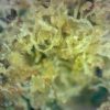 Sativa Blended Kief - Image 3