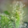 Sour Tangerine - Image 2