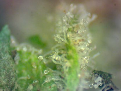 Sour Tangerine - Image 2