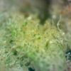 Sour Tangerine - Image 3