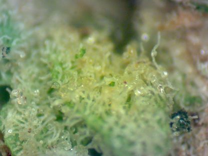 Sour Tangerine - Image 3