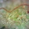 Sour Tangerine - Image 4
