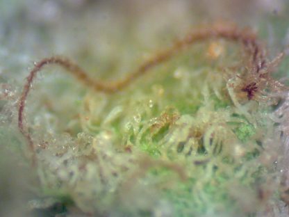 Sour Tangerine - Image 4
